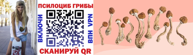 Псилоцибиновые грибы Psilocybine cubensis  Дно 